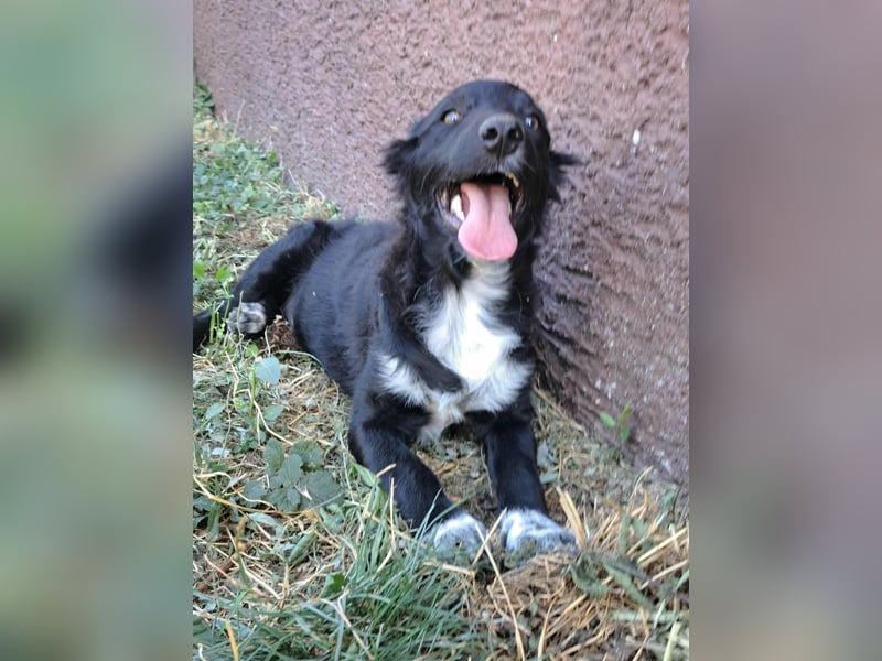 Lupo sucht ein liebevolles Zuhause