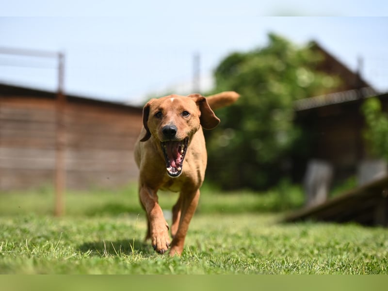 Cezar - ruhiger, freundlicher Begleiter sucht ein sicheres Zuhause