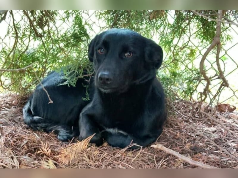 Lucky sucht ein Zuhause