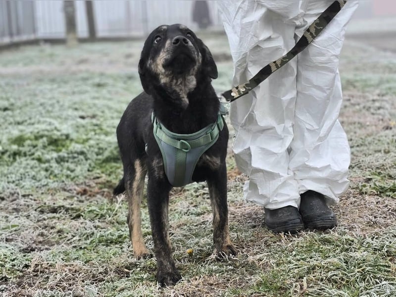 Daris sucht ein Zuhause