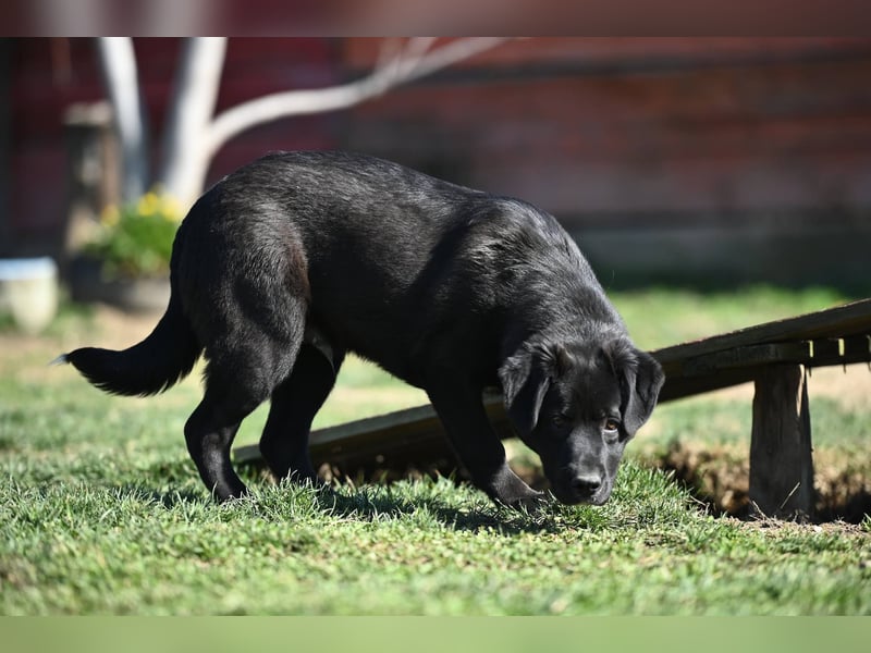 Scooby - fröhlicher kleiner Herzensbrecher sucht sein Zuhause