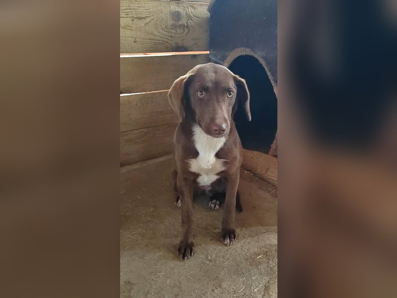 Astra - Sanfte und sehr freundliche Hündin sucht ihr Für-immer-Zuhause