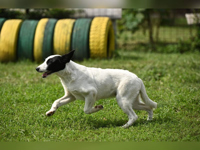 Nyra, ein kleiner Schatz, der auf sein Zuhause wartet