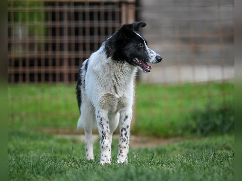 Pluto sucht ein Zuhause