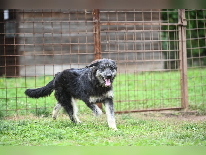 Jeremy sucht ein Zuhause