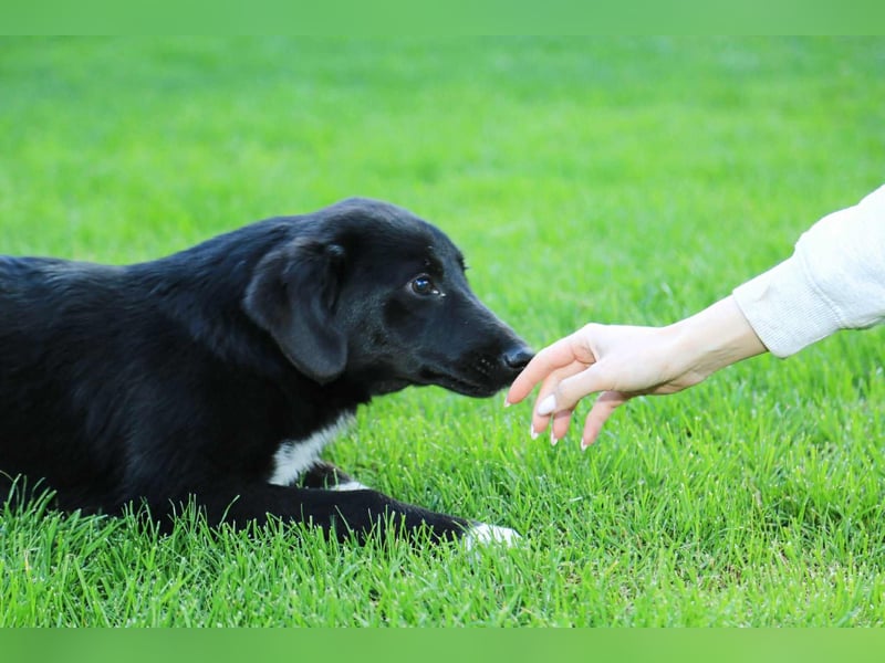 Kian sucht ein Zuhause