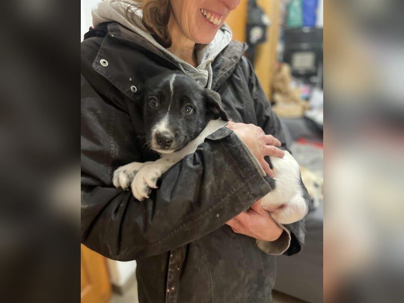 Iggy, kleiner Kämpfer mit großem Herz sucht sein Für-immer-Zuhause