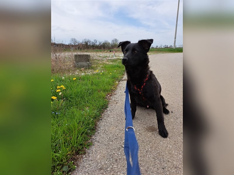 Loki, liebenswertes Hundemädchen sucht ein Zuhause