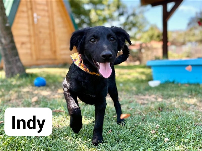 Indy, kleiner Hundejunge sucht ein Zuhause