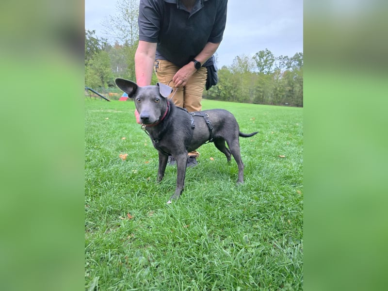 Martini - ein Herzenshund sucht sein für-immer-Zuhause