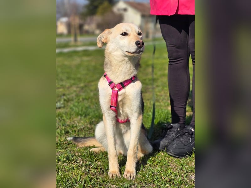 KORAL - liebevolle und aktive Hündin sucht ihr Zuhause