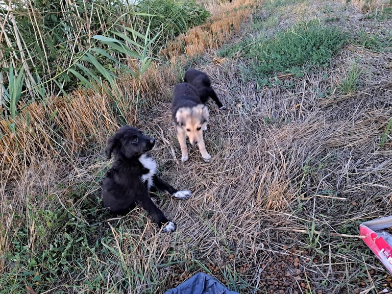 Lupo sucht ein liebevolles Zuhause