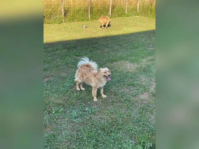 Ozzu - ein Sonnenschein auf vier Pfoten sucht sein Für-immer-Zuhause