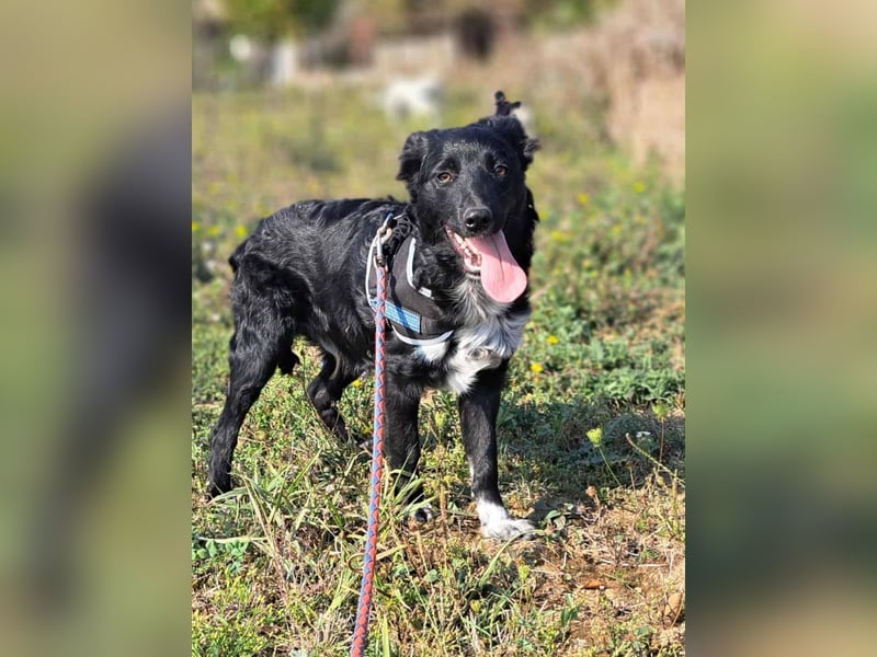 Lupo sucht ein liebevolles Zuhause