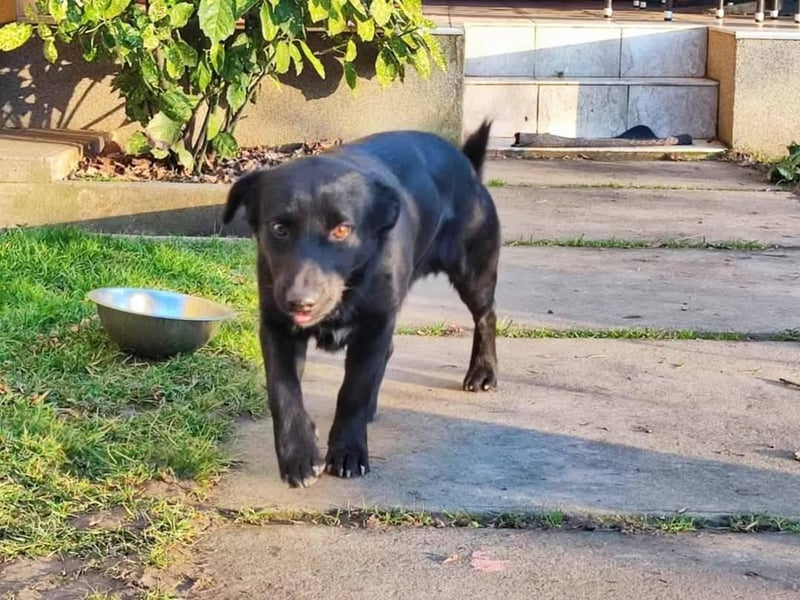 Lucky sucht ein Zuhause