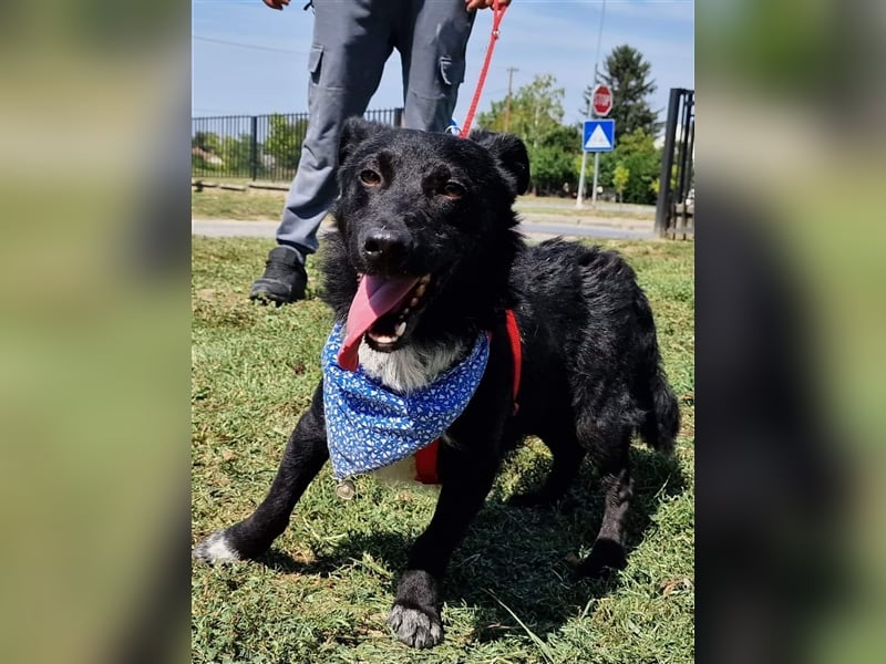 Riki sucht ein Zuhause