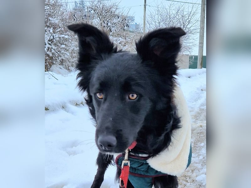 Tom - kluger Junghund möchte Teil einer Familie werden