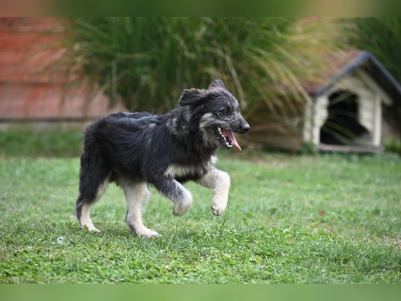 Jeremy sucht ein Zuhause