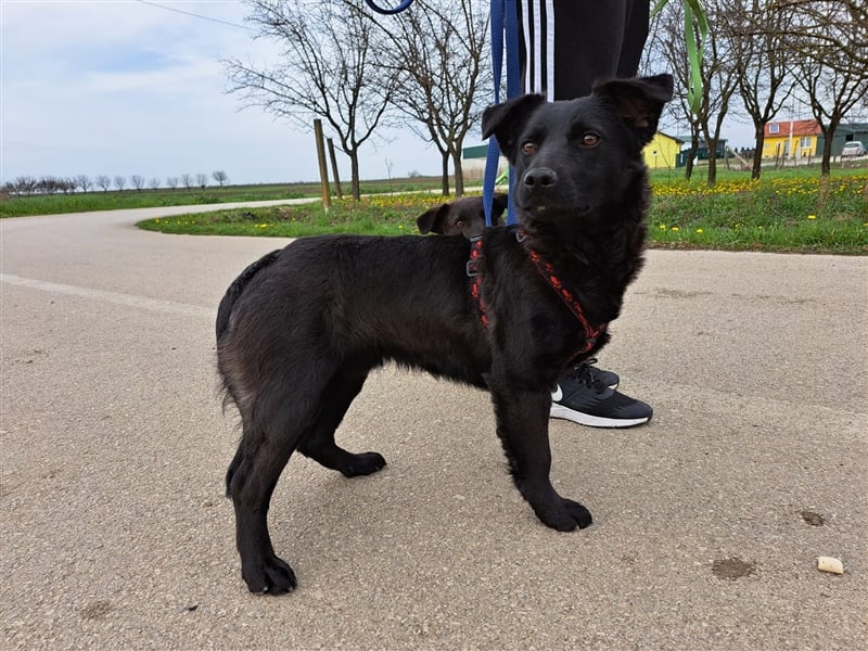 Loki, liebenswertes Hundemädchen sucht ein Zuhause