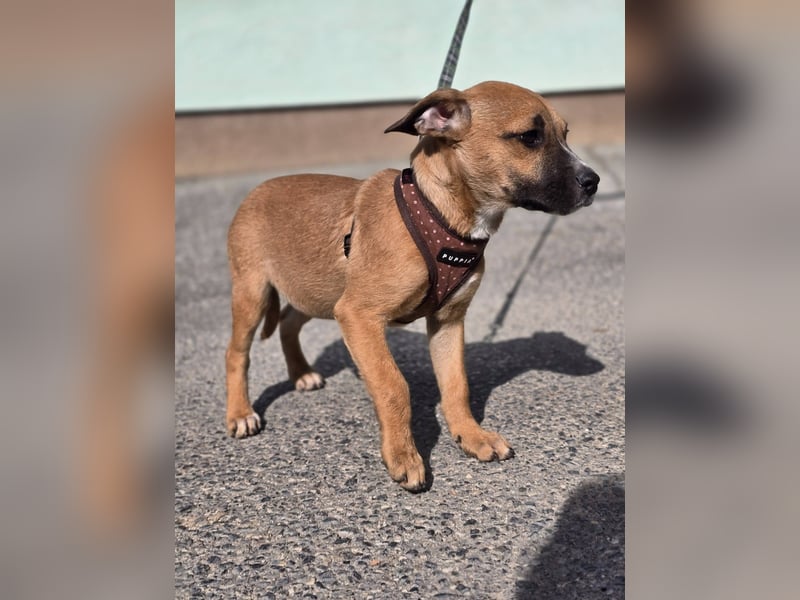 Tila, bildhübsches, verspieltes Hundebaby