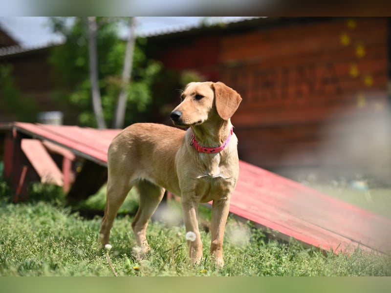 Ruby - junge Mischlingshündin sucht aktives und liebevolles Zuhause