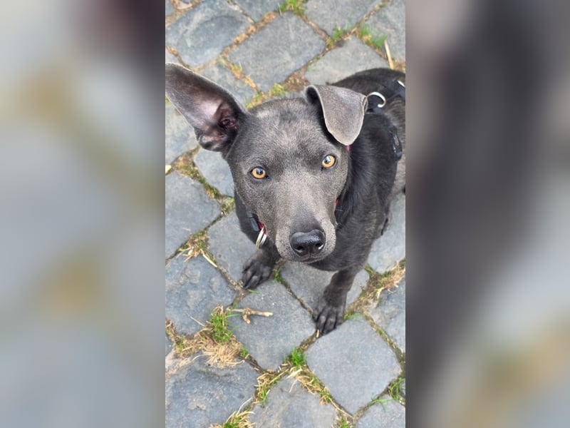 Martini - ein Herzenshund sucht sein für-immer-Zuhause