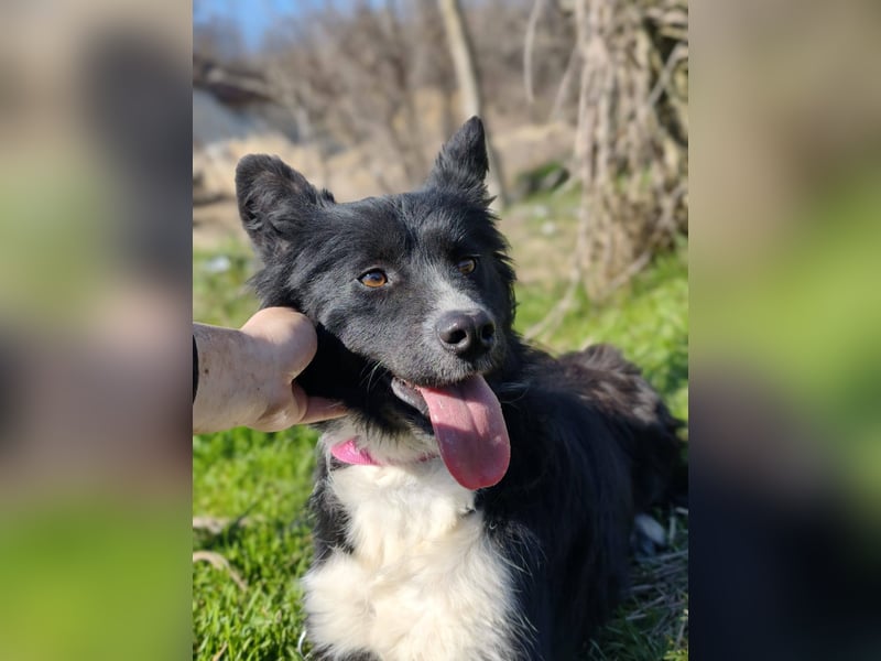 Kaya - Sanfte Seele sucht ihr Für-immer-Zuhause