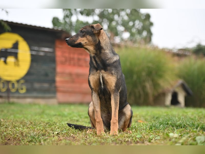 Willow - Zarte Seele sucht ein liebevolles Zuhause