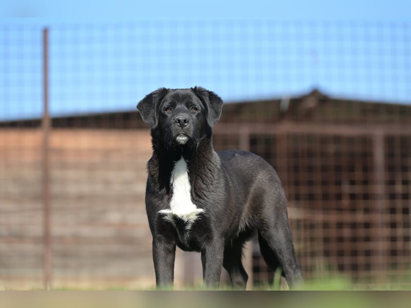 Scooby - fröhlicher kleiner Herzensbrecher sucht sein Zuhause