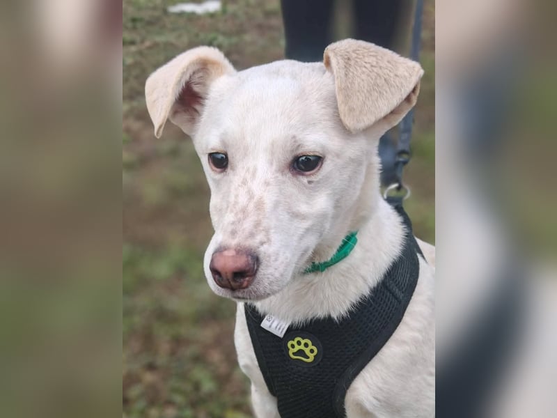 Calliope - junge Hündin sucht dringend ein liebevolles Zuhause