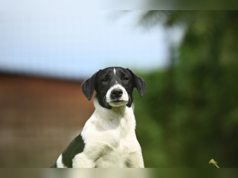 Domino sucht ein Zuhause