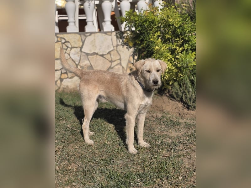 Nino,  supernetter Terriermischling