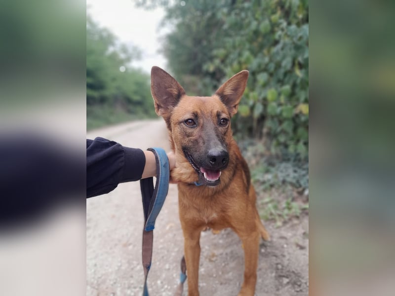 Molly - freundliche und ausgeglichene Mischlingshündin sucht ihr Zuhause