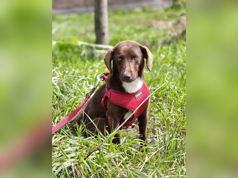 Astra - Sanfte und sehr freundliche Hündin sucht ihr Für-immer-Zuhause