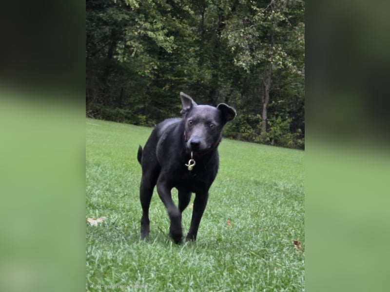 Martini - ein Herzenshund sucht sein für-immer-Zuhause