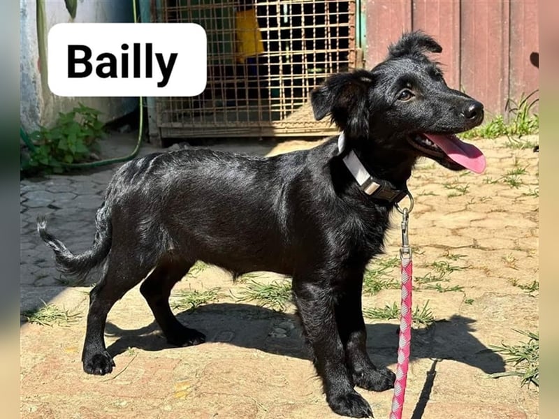 Bailey sucht ein Zuhause