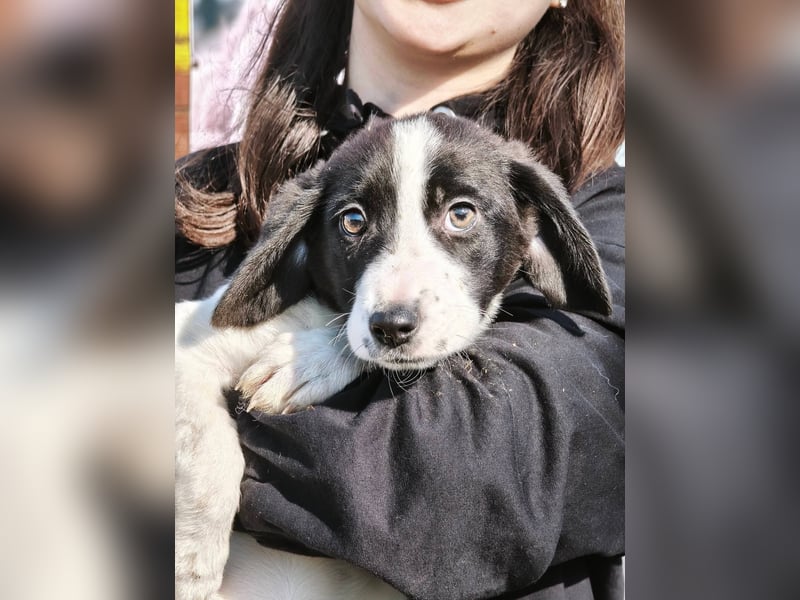 Mimi, kleines Hundemädchen auf der Suche nach seinen Zuhause