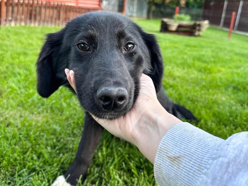 Kian sucht ein Zuhause