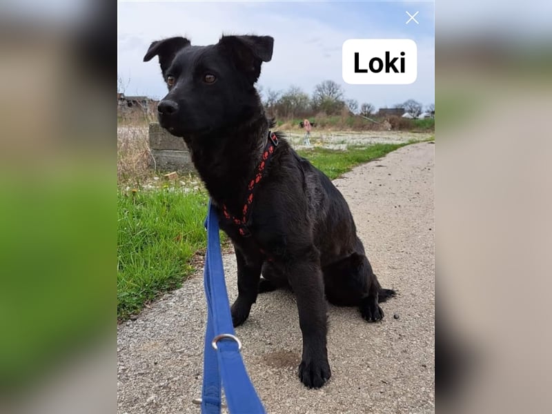 Loki, liebenswertes Hundemädchen sucht ein Zuhause