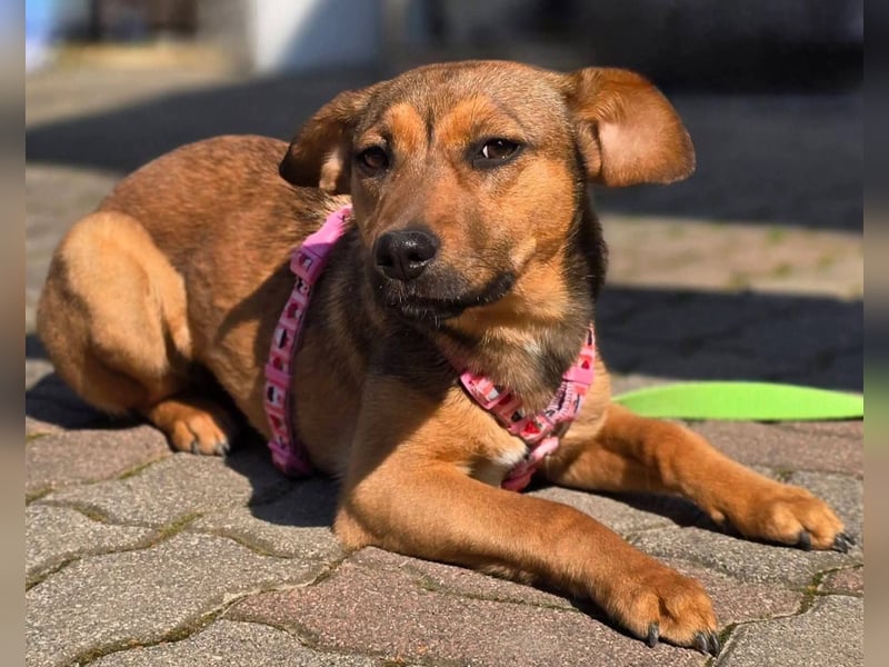 Maila sucht ihr Für-immer-Zuhause