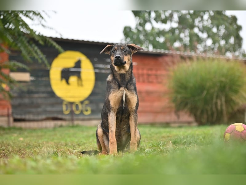 Willow - Zarte Seele sucht ein liebevolles Zuhause