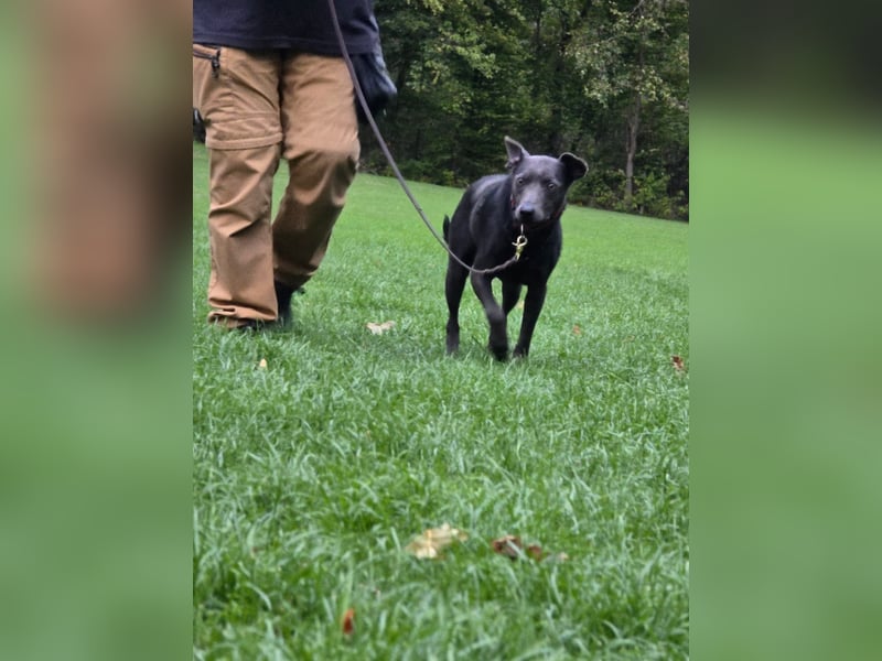 Martini - ein Herzenshund sucht sein für-immer-Zuhause