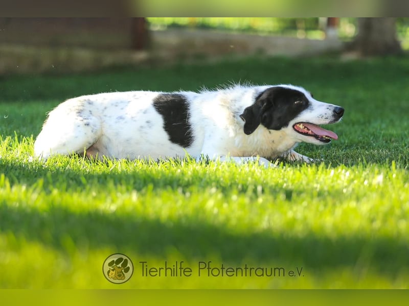 Alice liebe und soziale Hündin sucht ein Zuhause