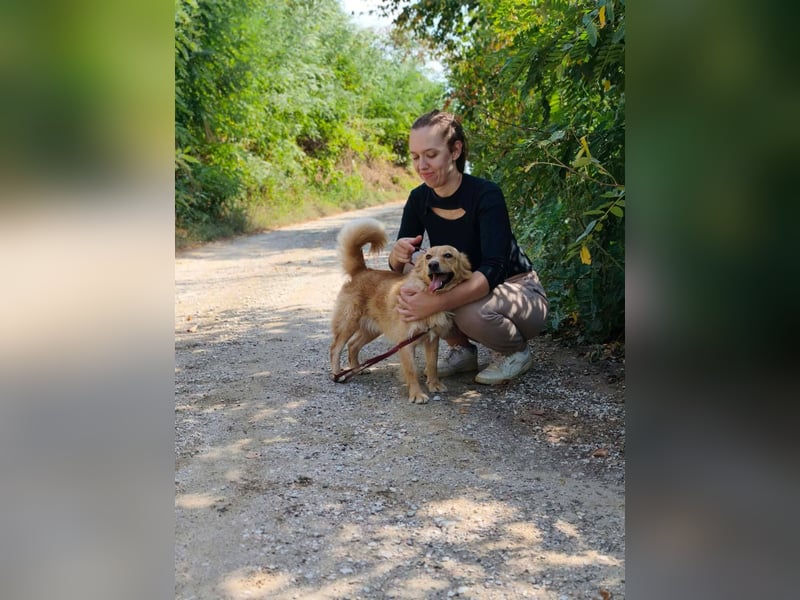 Ozzu - ein Sonnenschein auf vier Pfoten sucht sein Für-immer-Zuhause