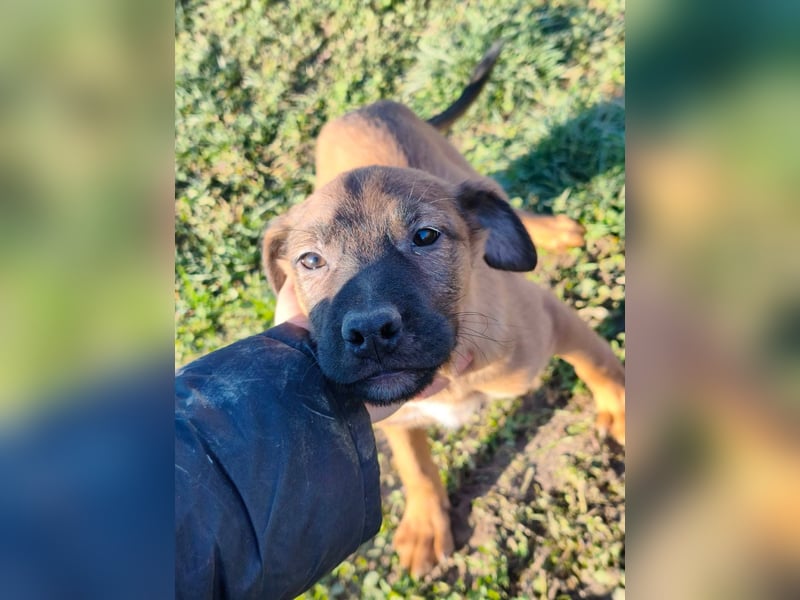 Sammi - kleiner Herzensbrecher sucht großes Glück