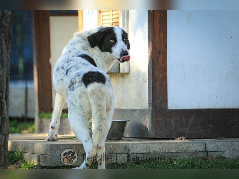 Alice liebe und soziale Hündin sucht ein Zuhause