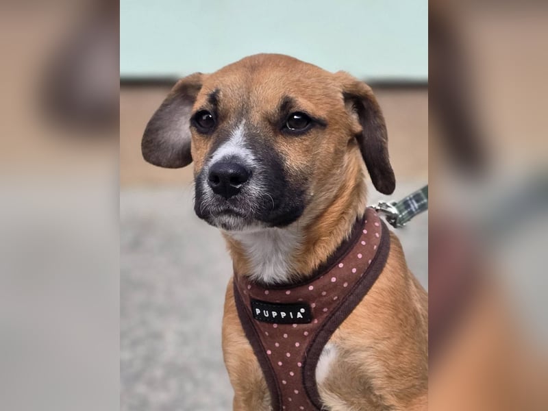 Tila, bildhübsches, verspieltes Hundebaby