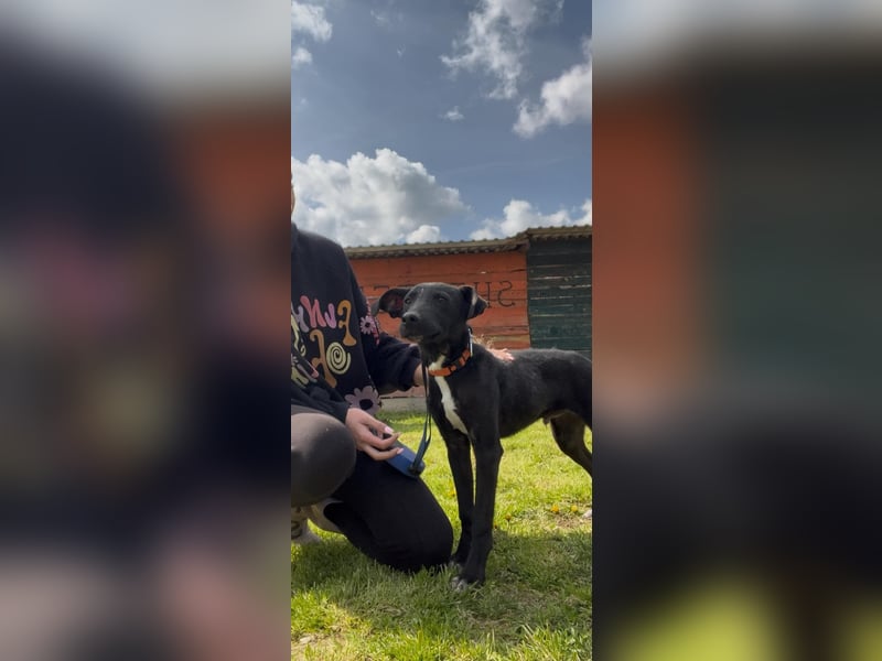 Sirius sucht ein Zuhause