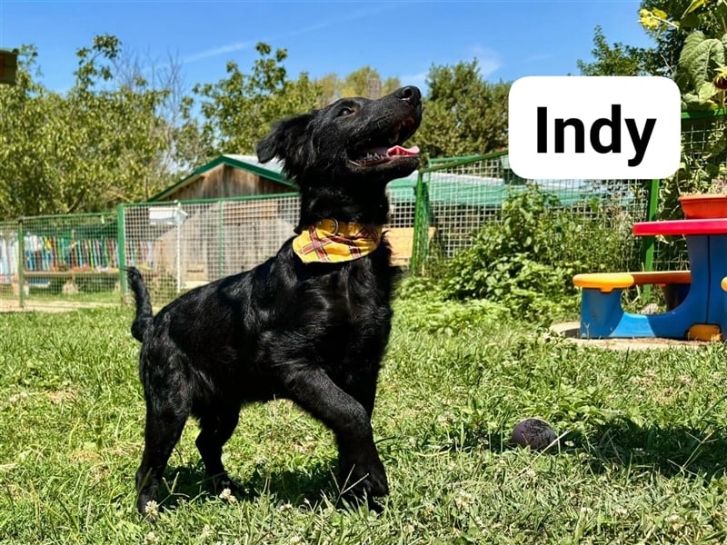 Indy, kleiner Hundejunge sucht ein Zuhause