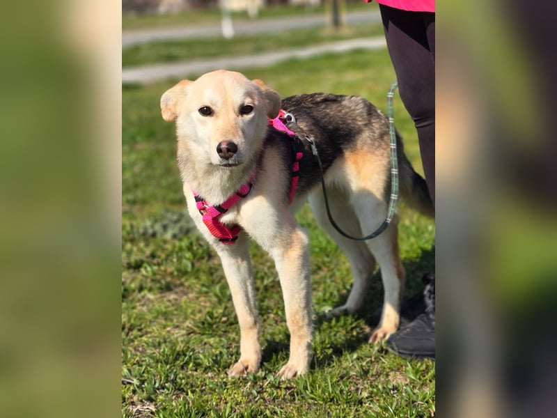 KORAL - liebevolle und aktive Hündin sucht ihr Zuhause